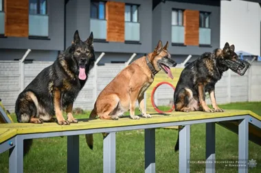 Czworonożni funkcjonariusze w podkarpackiej Policji - Policja Podkarpacka - Portal polskiej Policji