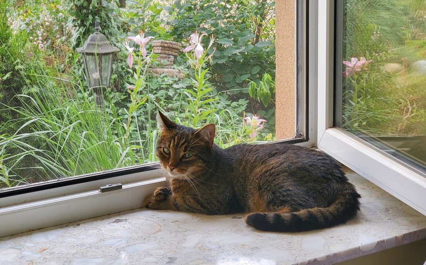 Powiat Mielec: Pomór kotów