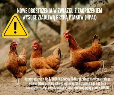 Wojewoda wprowadza zasady przeciw grypie ptaków – nowe obowiązki dla hodowców drobiu