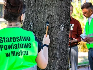 Badania pni przy Partyzantów ujawnią niewidoczne ubytki drzew