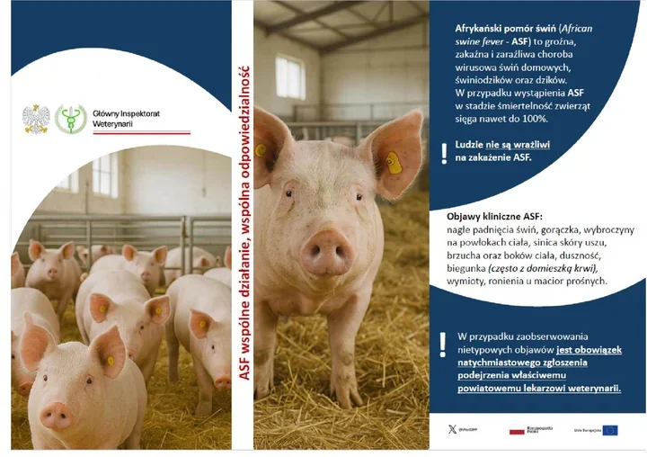ASF wciąż zagraża hodowli w powiecie mieleckim. Weterynaria ostrzega