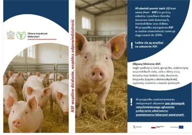 ASF wciąż zagraża hodowli w powiecie mieleckim. Weterynaria ostrzega