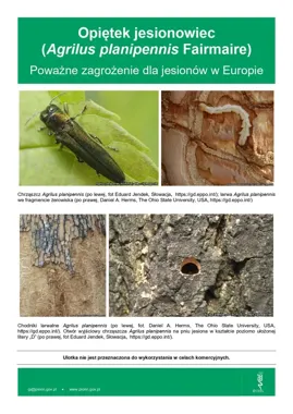 Jesiony w Europie zagrożone. Komunikat nie podaje jeszcze szczegółów